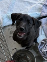 Shelter Stray Female Dog last seen Near BLOCK S VINELAND RD, BAKERSFIELD CA 93307, 3951 Fruitvale Ave, Bakersfield, CA 93308, USA