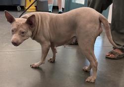 Shelter Stray Unknown Dog last seen , West Valley Animal Shelter, 20655 Plummer St, Chatsworth, CA 91311, USA
