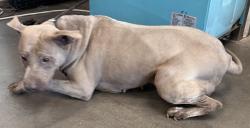Shelter Stray Female Dog last seen , West Valley Animal Shelter, 20655 Plummer St, Chatsworth, CA 91311, USA