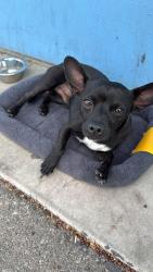 Found/Stray Male Dog last seen Soccer field of San Gorgonio High School, by the restrooms, San Bernardino, CA 92404