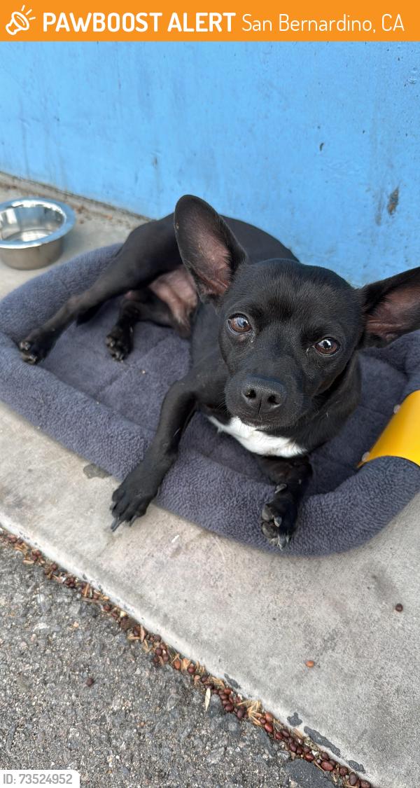 Found/Stray Male Dog last seen Soccer field of San Gorgonio High School, by the restrooms, San Bernardino, CA 92404