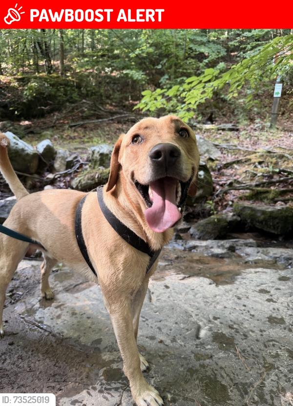 Lost Male Dog last seen Abe Burnette and Jones ferry road, Chatham County, NC 27312