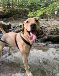 Lost Male Dog last seen Abe Burnette and Jones ferry road, Chatham County, NC 27312