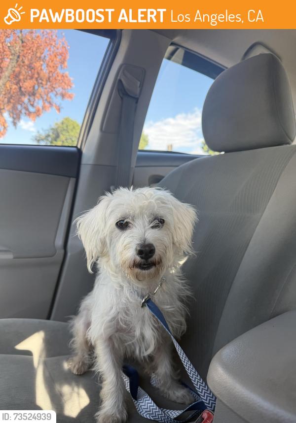 Found/Stray Male Dog last seen Beverly Blvd and S Burlington Ave; by Union Avenue Elementary, Los Angeles, CA 90057