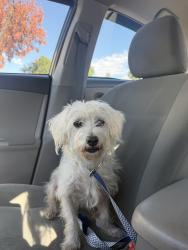 Found/Stray Male Dog last seen Beverly Blvd and S Burlington Ave; by Union Avenue Elementary, Los Angeles, CA 90057