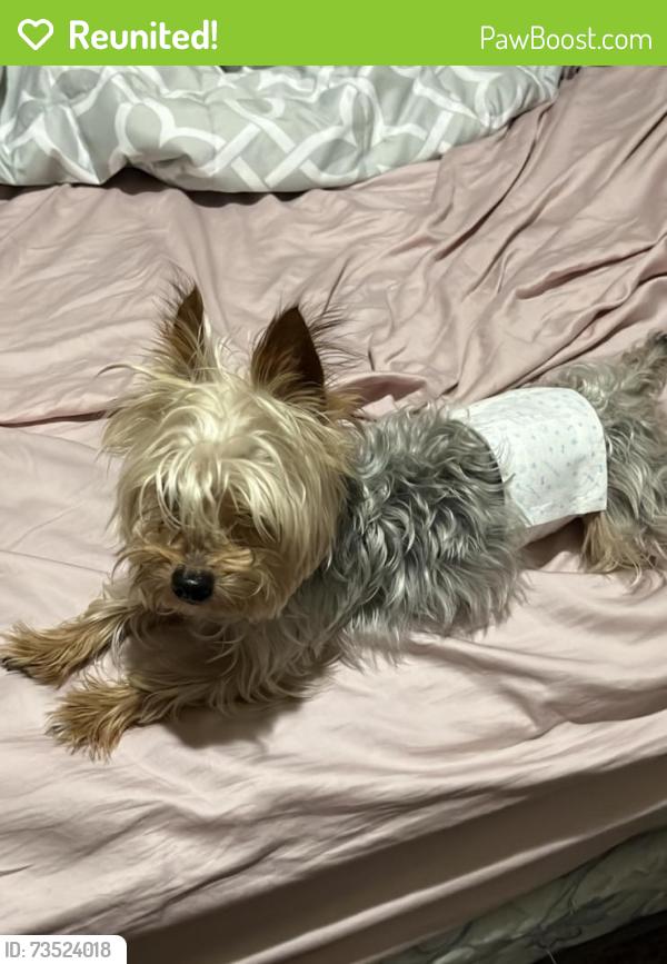 Reunited Male Dog last seen Sunrise Ave and Prince Ln neighborhood, Las Vegas, NV 89110