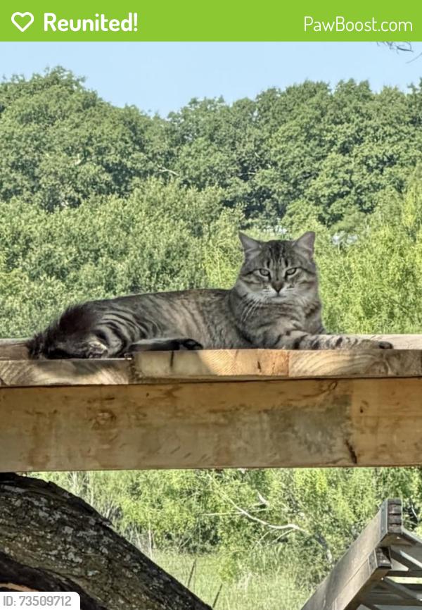 Reunited Male Cat last seen Wilemon, First Baptist Church Maypearl, Maypearl, TX 76064