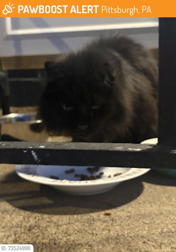 Found/Stray Male Cat last seen Lodi way, 39th Street, Pittsburgh, PA 15201