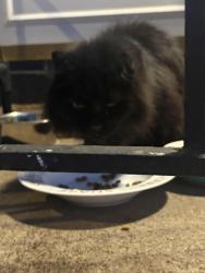 Found/Stray Male Cat last seen Lodi way, 39th Street, Pittsburgh, PA 15201