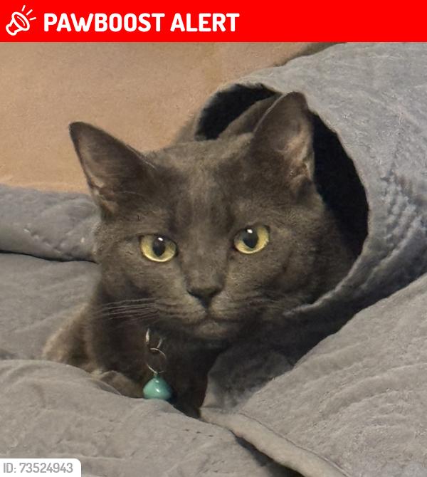Lost Female Cat last seen Fox Squirrel Drive and Chinnaberry Court, Oakleaf Plantation, FL 32073