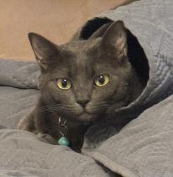 Lost Female Cat last seen Fox Squirrel Drive and Chinnaberry Court, Oakleaf Plantation, FL 32073