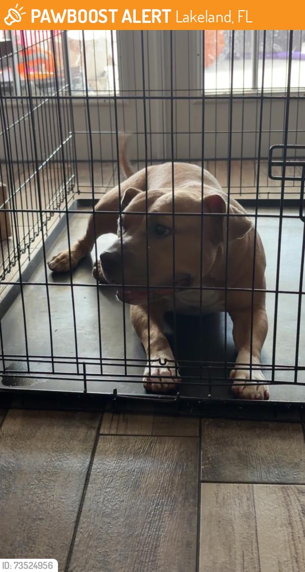 Found/Stray Male Dog last seen Tillery Road/Banan Lake Park, Lakeland, FL 33812