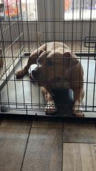 Found/Stray Male Dog last seen Tillery Road/Banan Lake Park, Lakeland, FL 33812