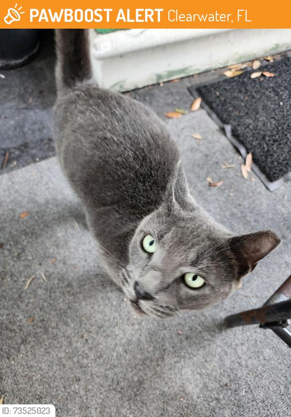 Found/Stray Female Cat last seen Druid Rd near Belcher, Clearwater, FL 33764