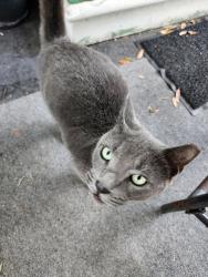 Found/Stray Female Cat last seen Druid Rd near Belcher, Clearwater, FL 33764