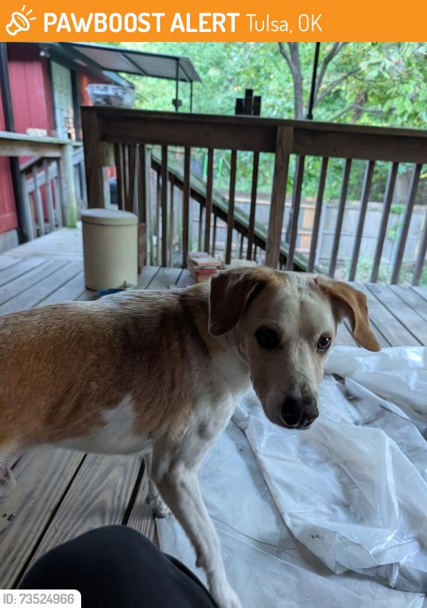 Found/Stray Male Dog last seen Near 51st and Union, Tulsa, OK 74107