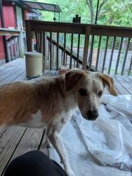 Found/Stray Male Dog last seen Near 51st and Union, Tulsa, OK 74107