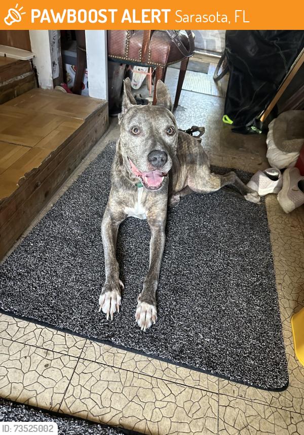 Found/Stray Female Dog last seen 8th Street in Park East, Sarasota, FL 34237