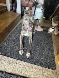 Found/Stray Female Dog last seen 8th Street in Park East, Sarasota, FL 34237