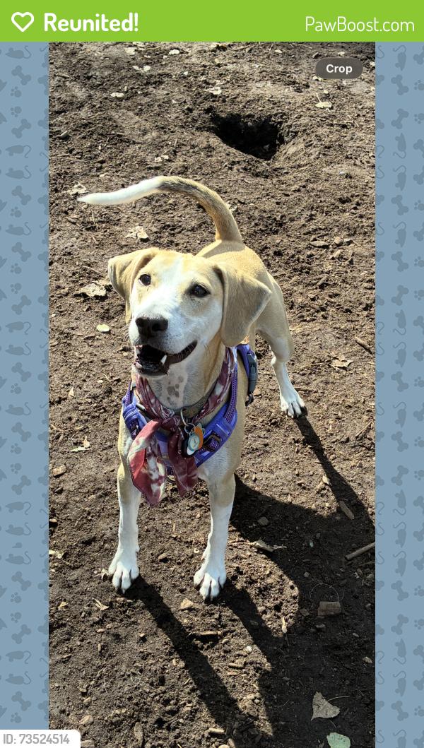 Reunited Female Dog last seen Glenwood and Thomas Ave. N., Minneapolis, MN 55405