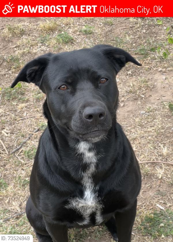 Lost Female Dog last seen Sw 10th street may ave, Oklahoma City, OK 73108