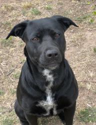 Lost Female Dog last seen Sw 10th street may ave, Oklahoma City, OK 73108