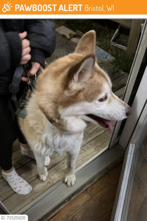 Surrendered Male Dog last seen Found near County roads MB and CJ in Bristol WI, Bristol, WI 53142