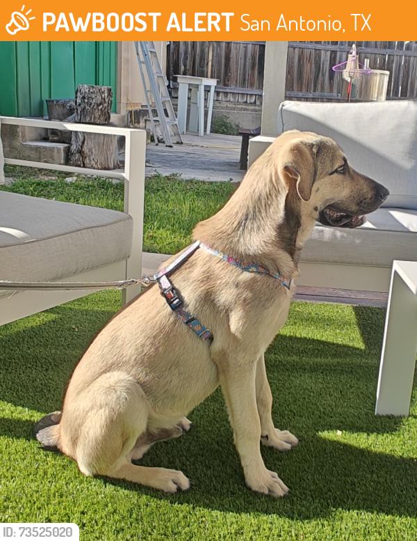 Found/Stray Male Dog last seen McAllister Park, San Antonio, TX 78247