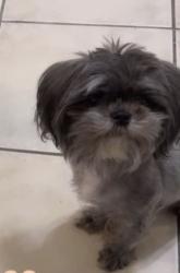 Lost Female Dog last seen Villas san agustin fasken rec, Laredo, TX 78045