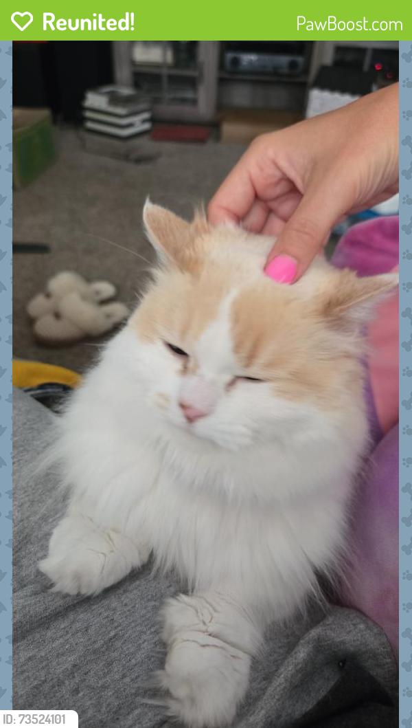 Reunited Female Cat last seen 30th and edgerton, Greenfield, WI 53221