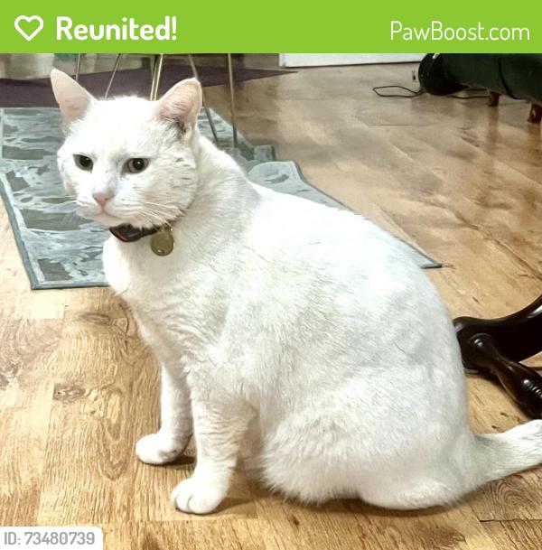 Reunited Male Cat last seen Near lebanon Gardens, Biggin Hill, Westerham TN16 3HA, Surrey, England TN16 2ER