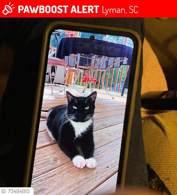 Lost Male Cat last seen Near and 358 intersection, Lyman, SC 29365