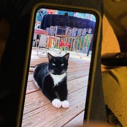 Lost Male Cat last seen Near and 358 intersection, Lyman, SC 29365