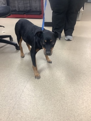 Shelter Stray Male Dog last seen Near Buckboard Ln, East District, TX, 355 Hillshire Dr, Haslet, TX 76052, USA