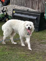 Found/Stray Unknown Dog last seen Sandhills Rd, Witmer Rd, Wilmot, ON N3A 3H8