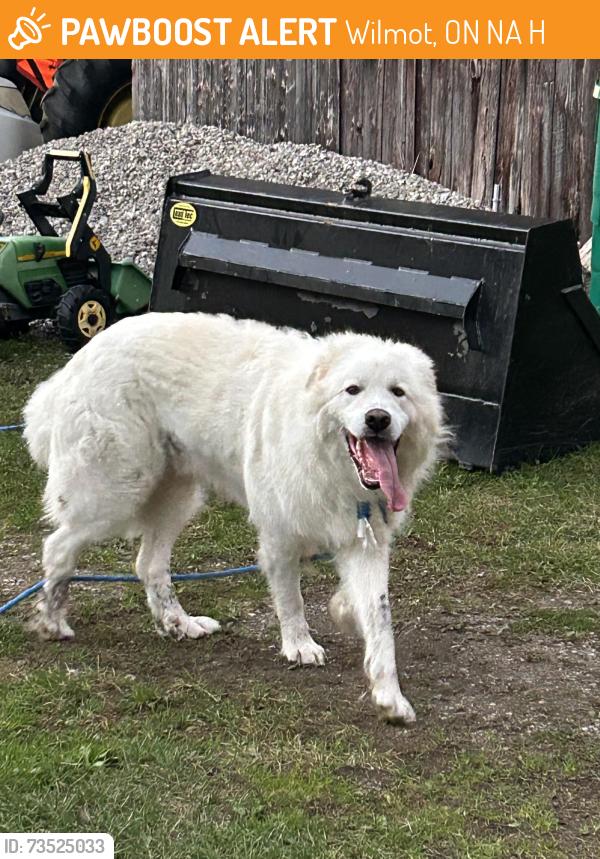 Found/Stray Unknown Dog last seen Sandhills Rd, Witmer Rd, Wilmot, ON N3A 3H8