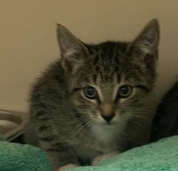 Shelter Stray Male Cat last seen Near Sandy Lake Dr Lithonia, GA 30038, 30038, GA, 3280 Chamblee Dunwoody Rd, Chamblee, GA 30341, USA