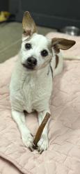 Shelter Stray Male Dog last seen W. 14 & Rowley, 2nd District, OH, 9203 Detroit Ave, Cleveland, OH 44102, USA