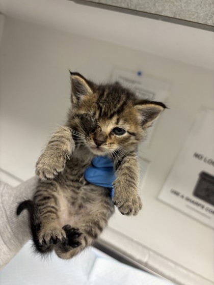 Shelter Stray Female Cat last seen lake merrit, Oakland, CA, 1101 29th Ave, Oakland, CA 94601, USA
