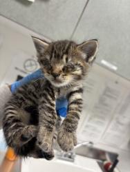 Shelter Stray Female Cat last seen lake merrit, Oakland, CA, 1101 29th Ave, Oakland, CA 94601, USA