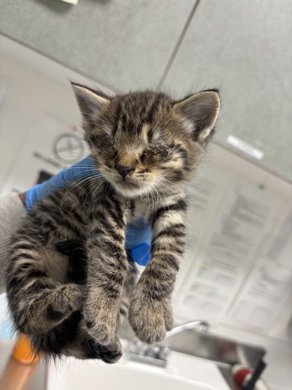 Shelter Stray Female Cat last seen lake merrit, Oakland, CA, 1101 29th Ave, Oakland, CA 94601, USA