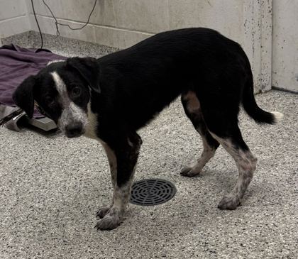 Shelter Stray Female Dog last seen 81st & Olive St, KCMO, 64132, 64132, MO, 7077 Elmwood Ave, Kansas City, MO 64132, USA