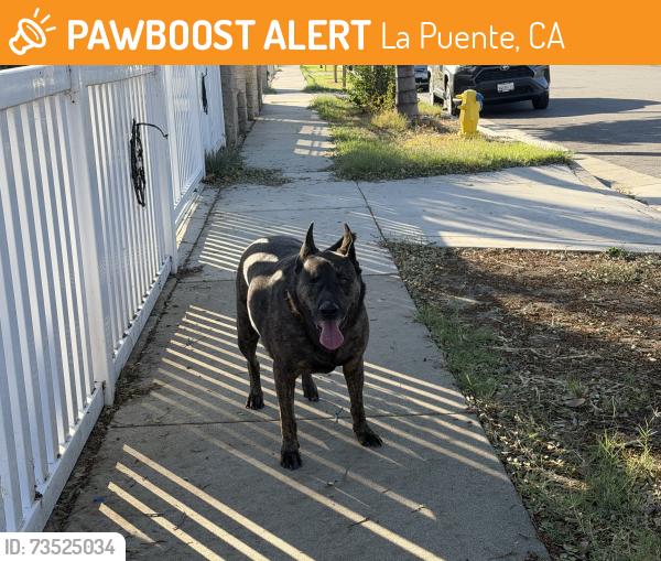 Found/Stray Male Dog last seen Palamos, La Puente, CA 91744