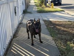 Found/Stray Male Dog last seen Palamos, La Puente, CA 91744
