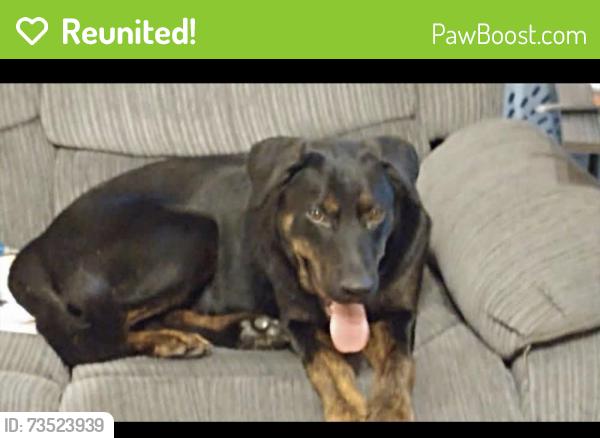 Reunited Male Dog last seen Smith Cox Rd NE off of Rye Patch Rd, Ludowici, GA 31316