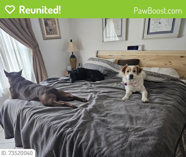 Reunited Female Dog last seen Lyngate, Port St. Lucie, FL 34952