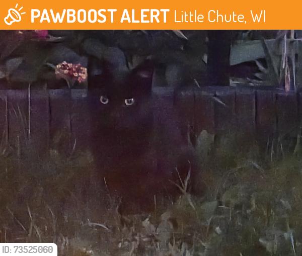 Found/Stray Unknown Cat last seen Elm drive and Roosevelt street, Little Chute, WI 54140