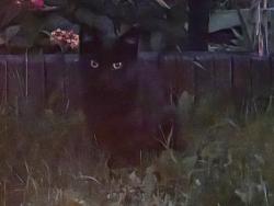 Found/Stray Unknown Cat last seen Elm drive and Roosevelt street, Little Chute, WI 54140