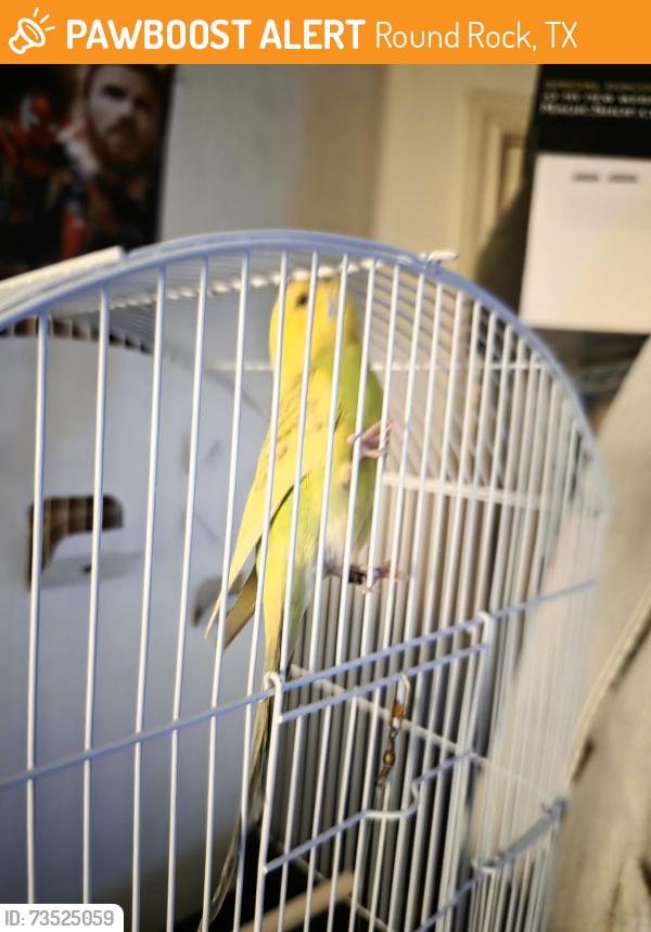 Found/Stray Female Bird last seen Butler way, Round Rock, TX 78665