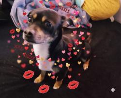 Reunited Male Dog last seen Desert inn rd and Pecos, Las Vegas, NV 89121